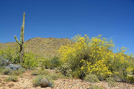 Palo Verde, San Tan Mountain Regional Park, April 9, 2015